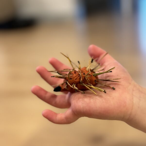 Roberts Zemdaugavietis