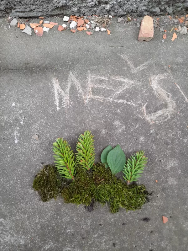Māra Liepiņa